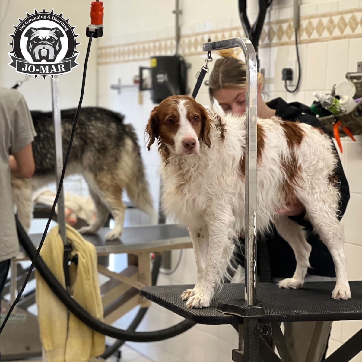 Dog on a table being groomed