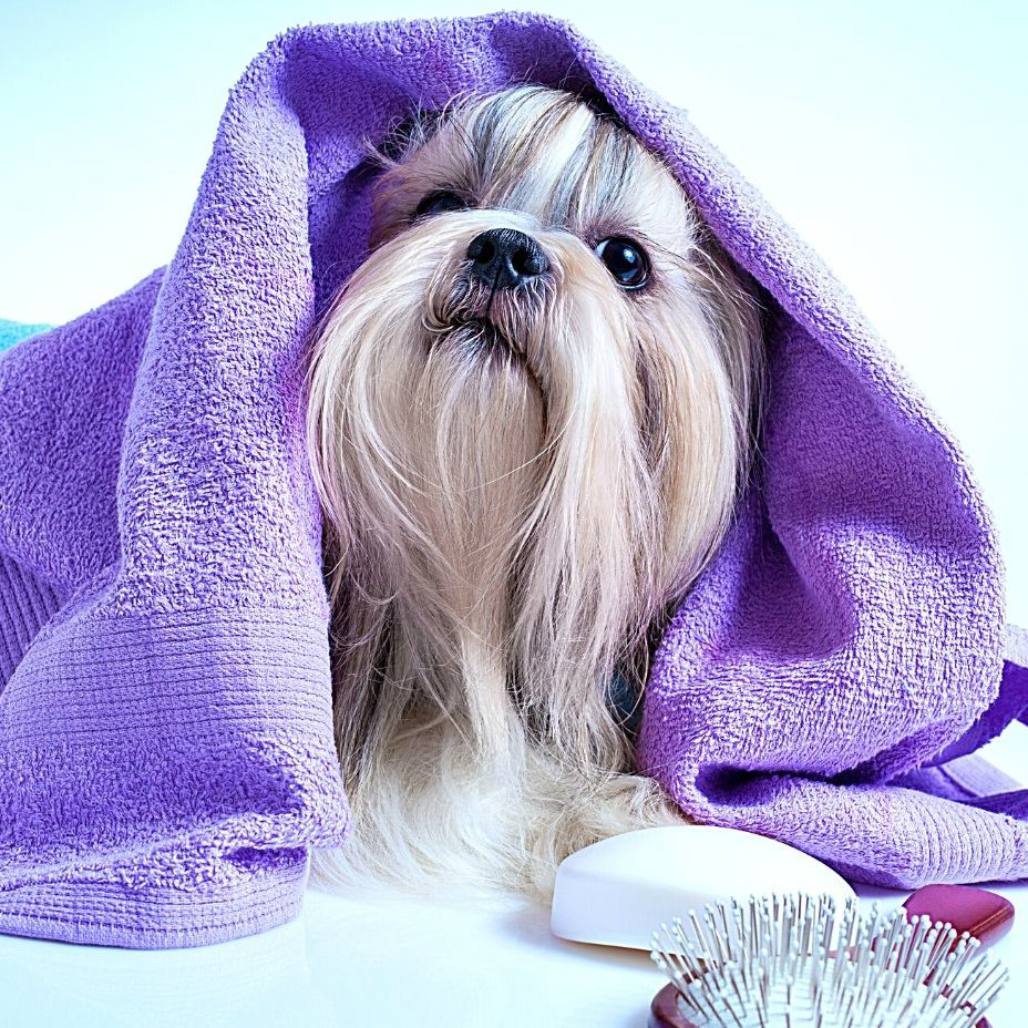 Blueberry Facial puppy wrapped in towel